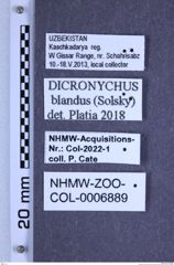 Etiketten zu Dicronychus blandus (Solsky, 1881) (NHMW-ZOO-COL-0006889)